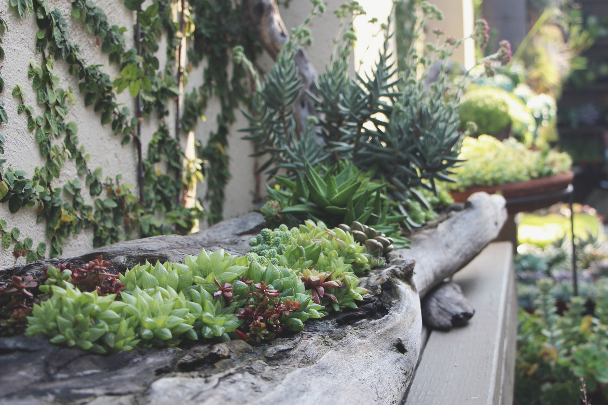 Succulent Cafe Oceanside via Needles + Leaves
